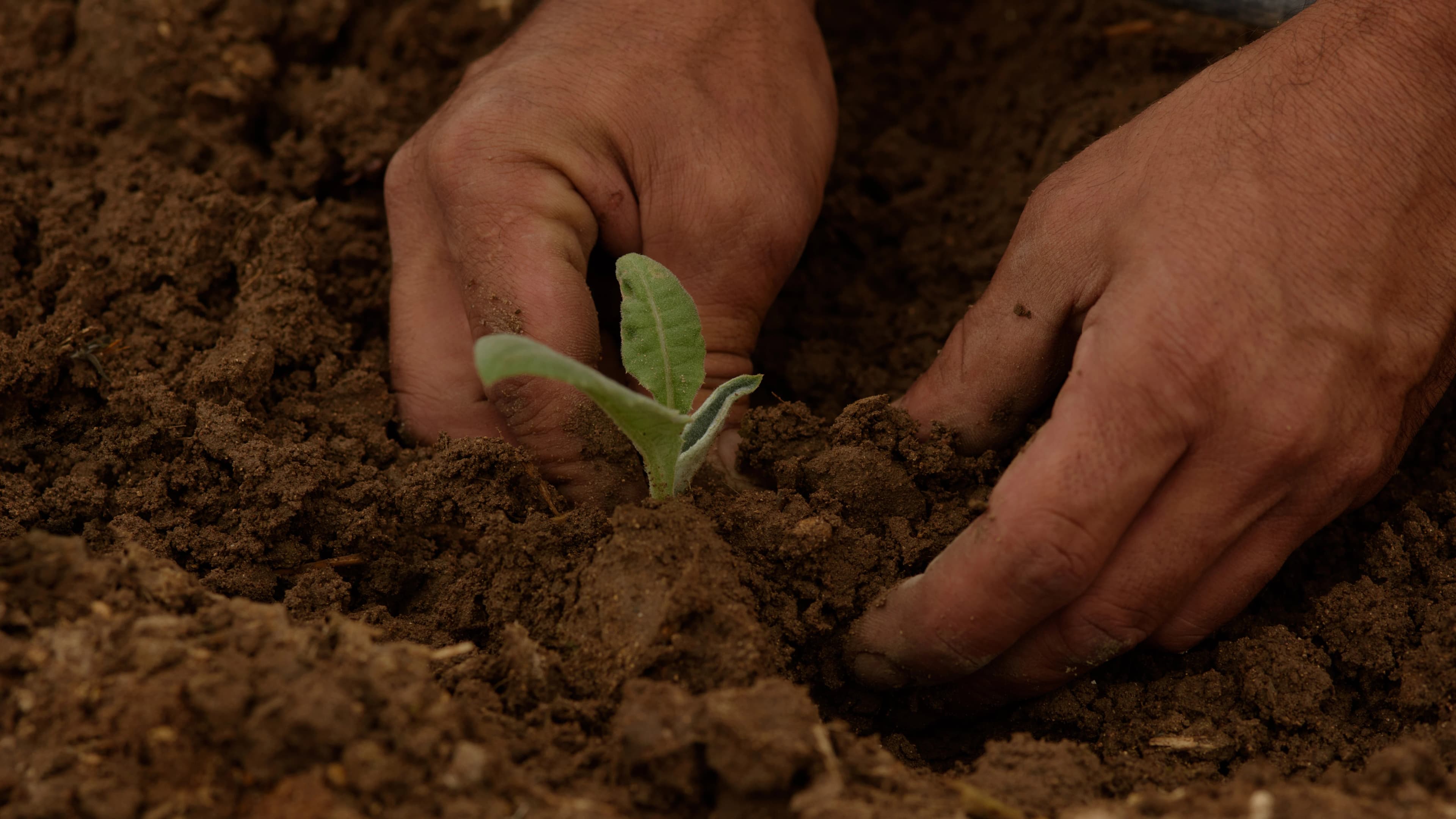 plant growing in a soil