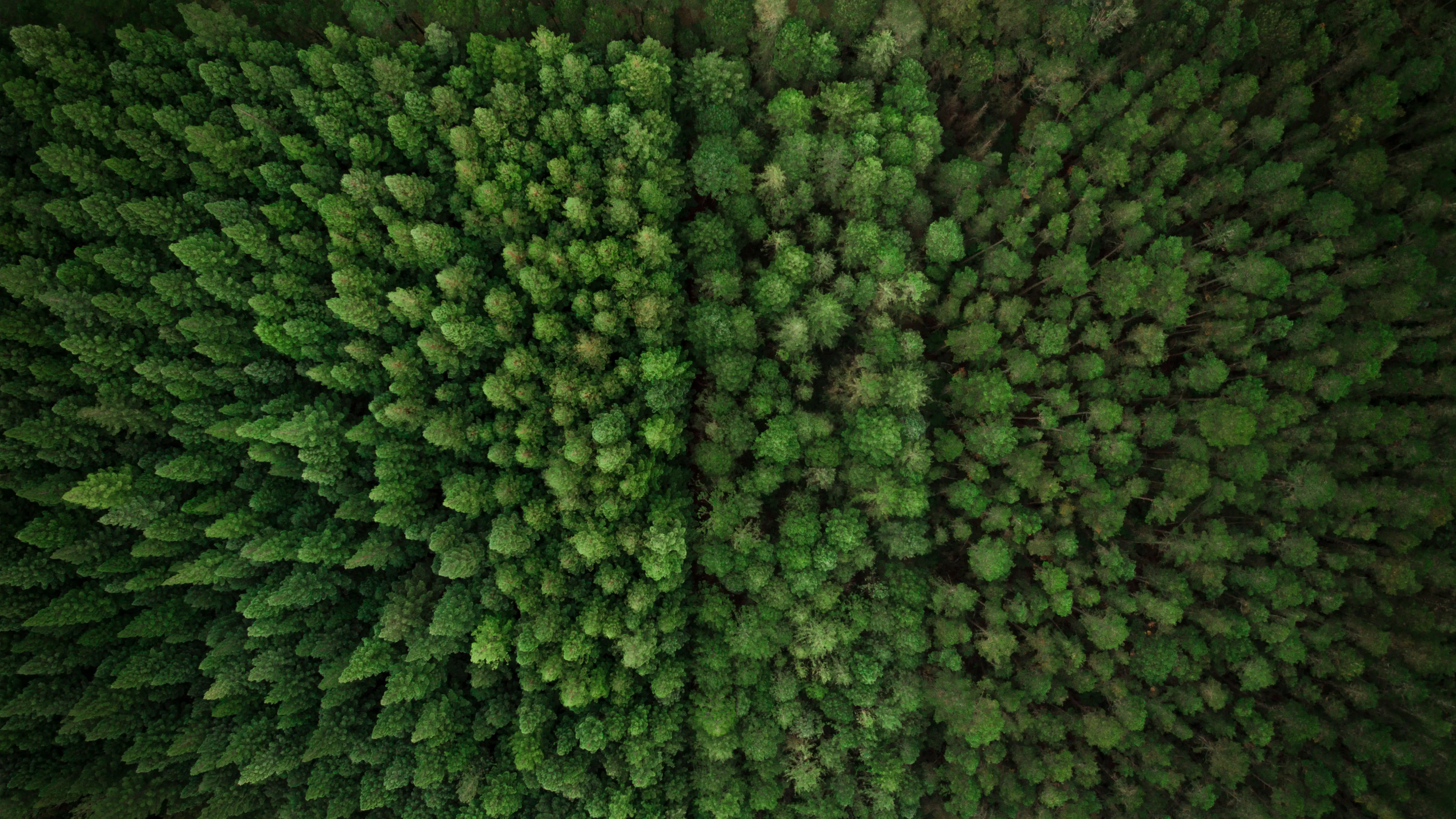 forest picture